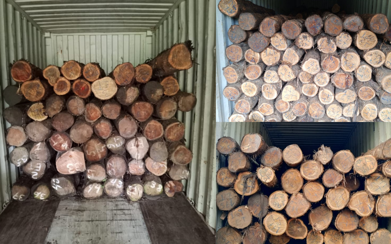 Panama Round Logs Exporters